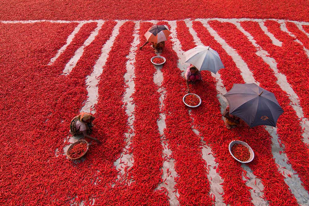 Red Chilies Pickers a Azim Khan Ronnie