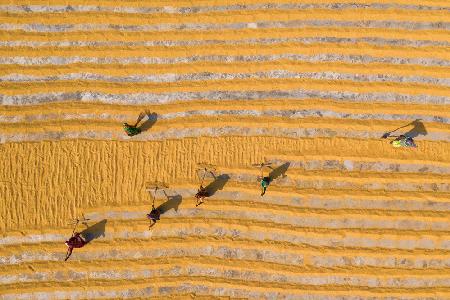 Rice drying