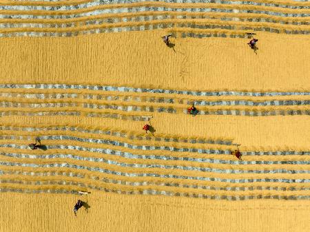 Paddy drying field