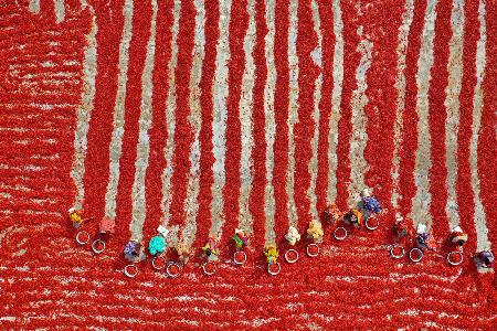 Drying red chilies