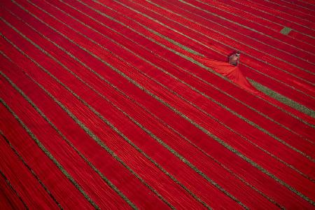 Drying clothes in the fields