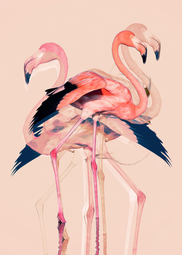 Flamingos nr. 3 a Baard Martinussen