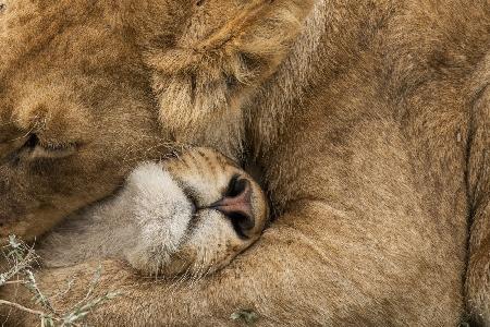 Lion Love