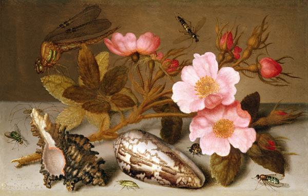 Still life depicting flowers, shells and a dragonfly (oil on copper) (for pair see 251377) a Balthasar van der Ast