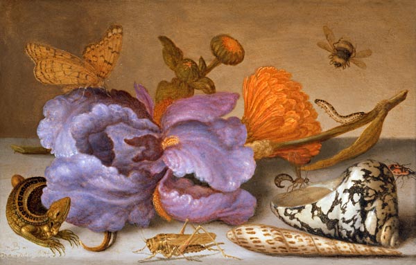 Still life depicting flowers, shells and insects (oil on copper) (for pair see 251378) a Balthasar van der Ast