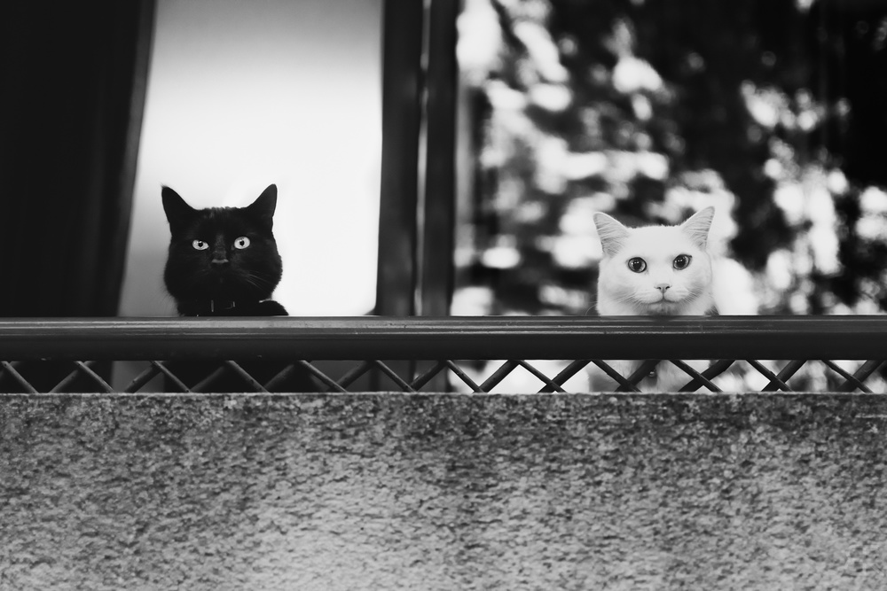 Two cats at the balcony a Baptiste RIVIERE