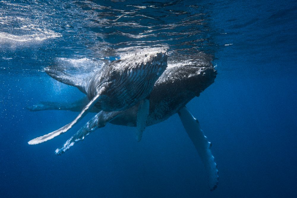 Humpback whale a Barathieu Gabriel