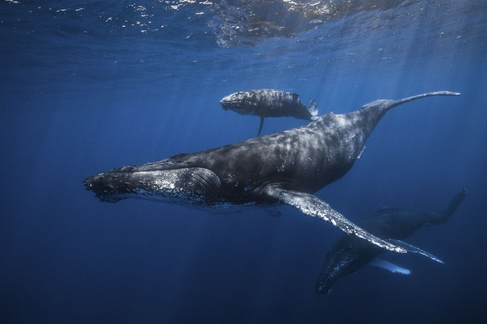 Humpback whale familys a Barathieu Gabriel