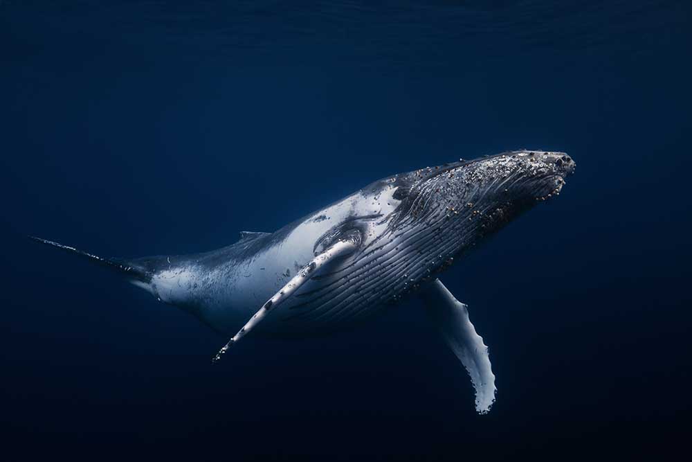 Humpback whale in blue a Barathieu Gabriel