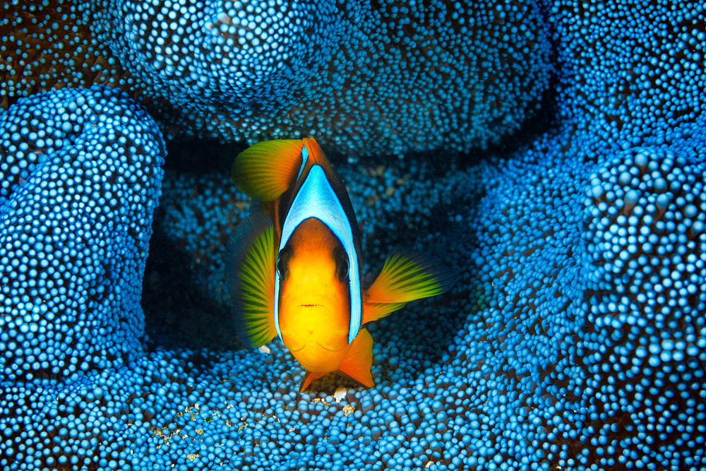 Clownfish in blue anémon a Barathieu Gabriel