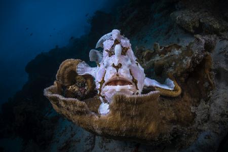 The Frogfish Trone