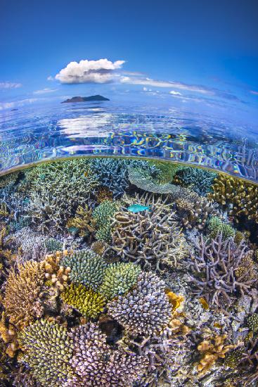 The North Reef Coral Garden