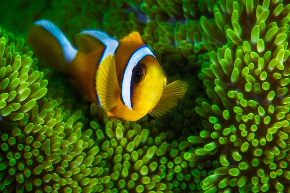 Yellow clownfish on green anemon a Barathieu Gabriel