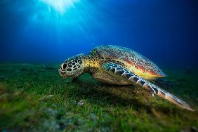 Green turtle