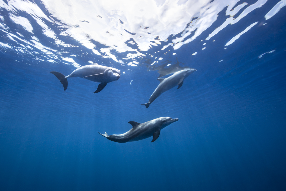 Bottlenose dolphin from Indian océan a Barathieu Gabriel