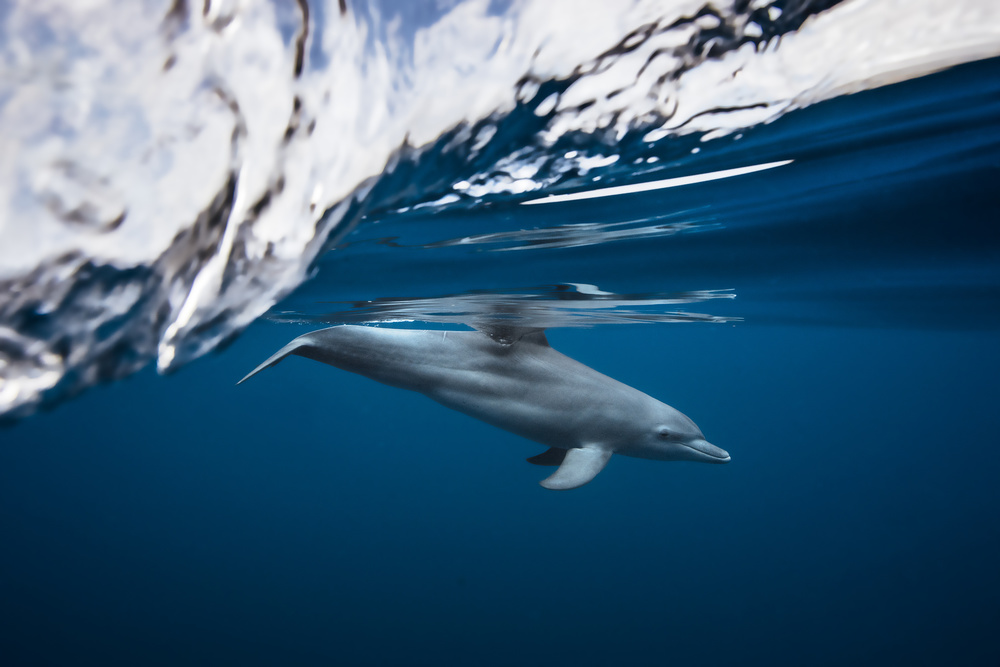 Bottlenose dolphin / Turciops Aduncus a Barathieu Gabriel