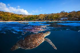 Green Turtle - Sea Turtle