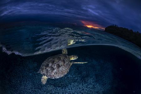 Green turtle at sunset