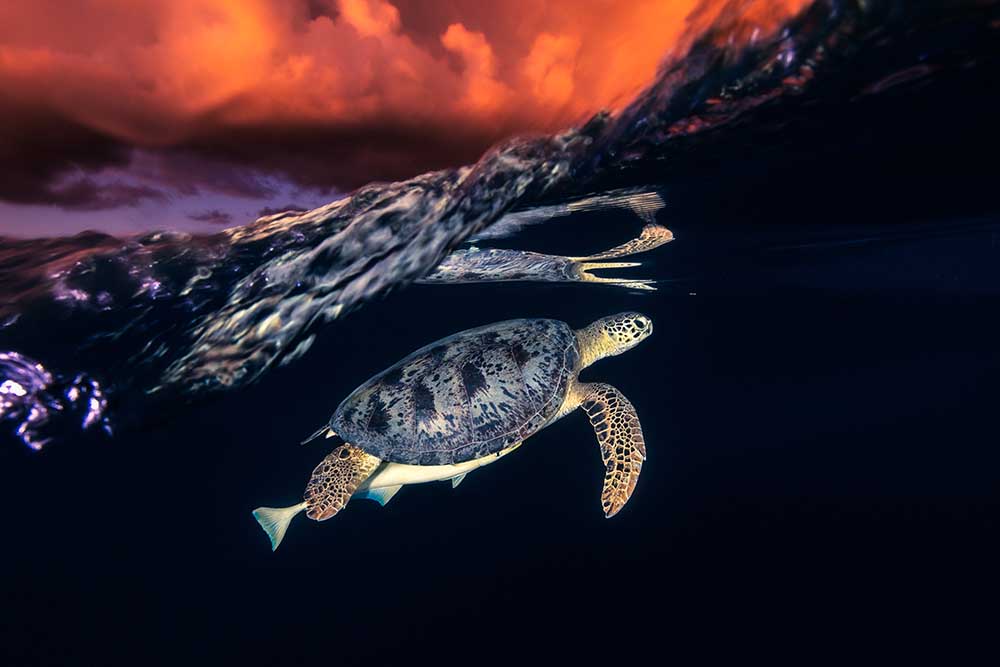 Green turtle and sunset - Sea Turtle a Barathieu Gabriel