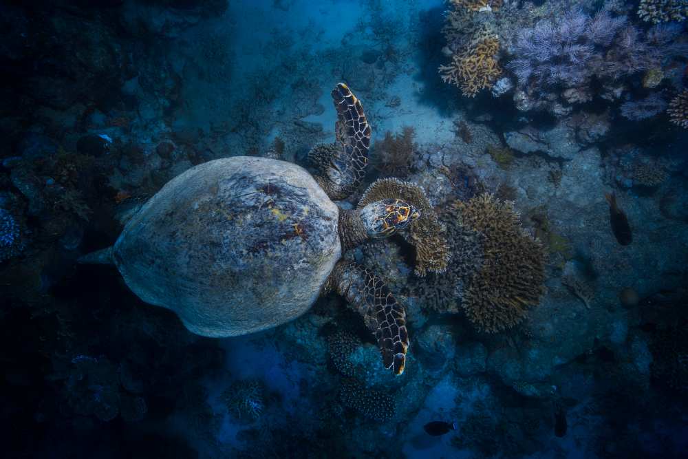 Hawksbill sea turtle a Barathieu Gabriel