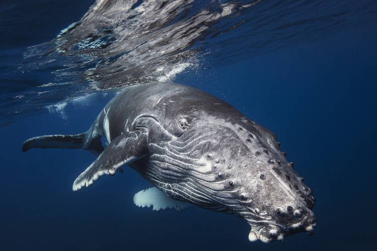 Humpback Whale a Barathieu Gabriel