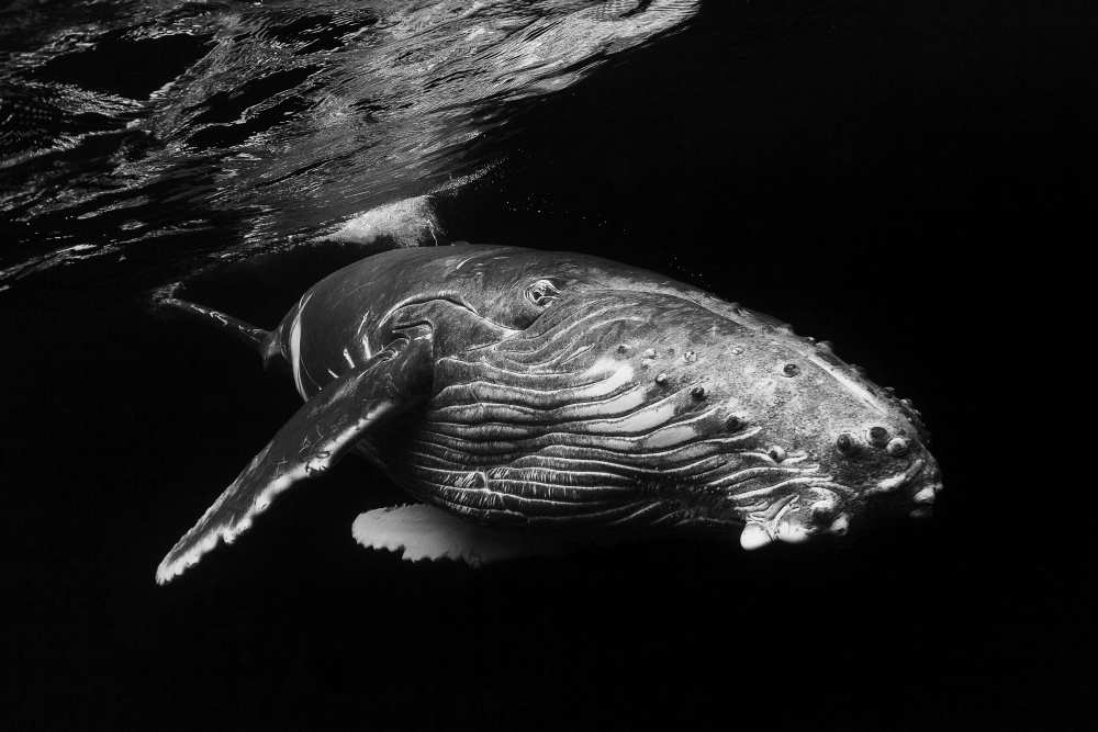 Humpback Whale calf a Barathieu Gabriel