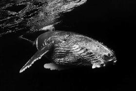 Humpback Whale calf