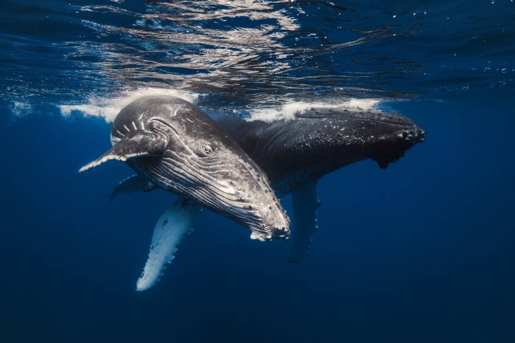 Humpback Whale family! a Barathieu Gabriel