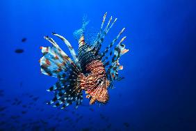 Lionfish