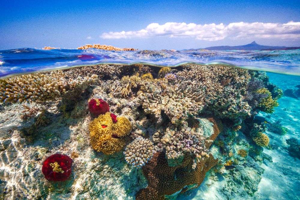 Mayotte : The Reef a Barathieu Gabriel