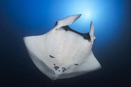 Océanic Manta Ray