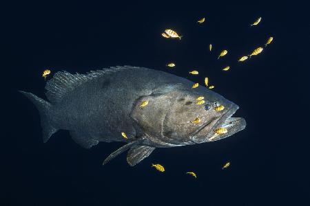 Giant grouper