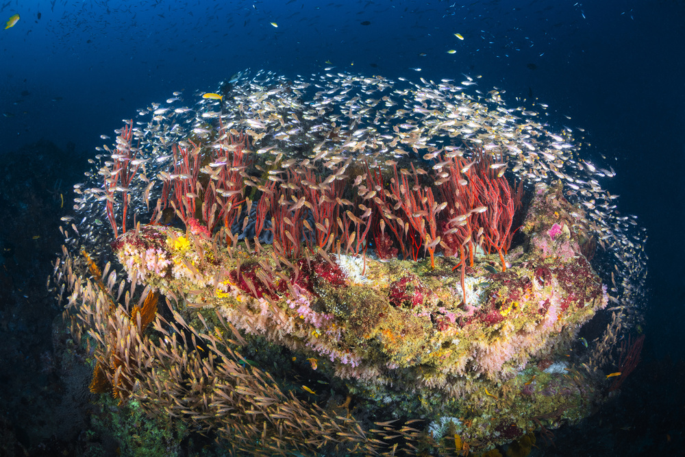 Reefscape of Tachai Pinnacle a Barathieu Gabriel