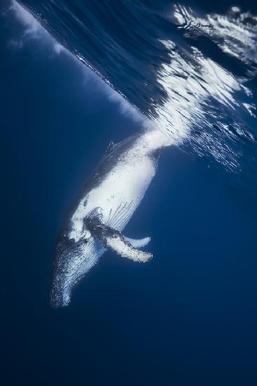 Reversing: Humpback Whale