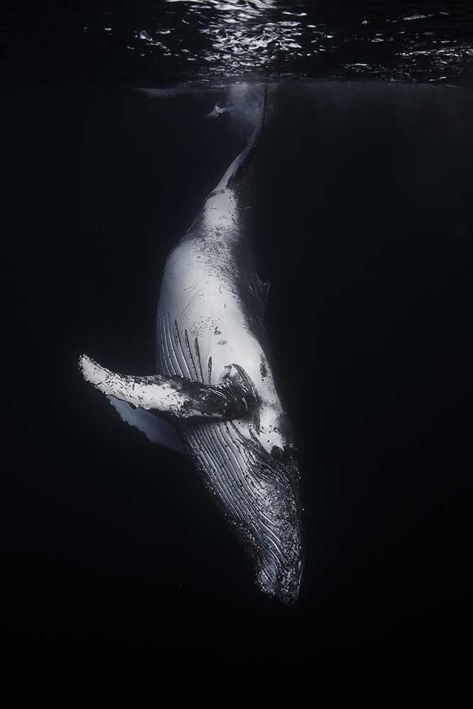 Black Whale a Barathieu Gabriel
