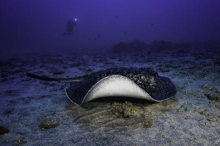 Black-blotched stingray