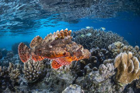 Tassled scorpionfish