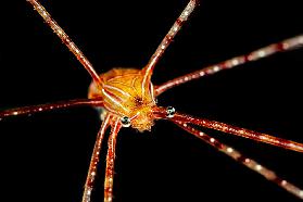 Spider squat lobster