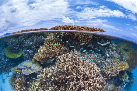 Split level from Mayotte reef