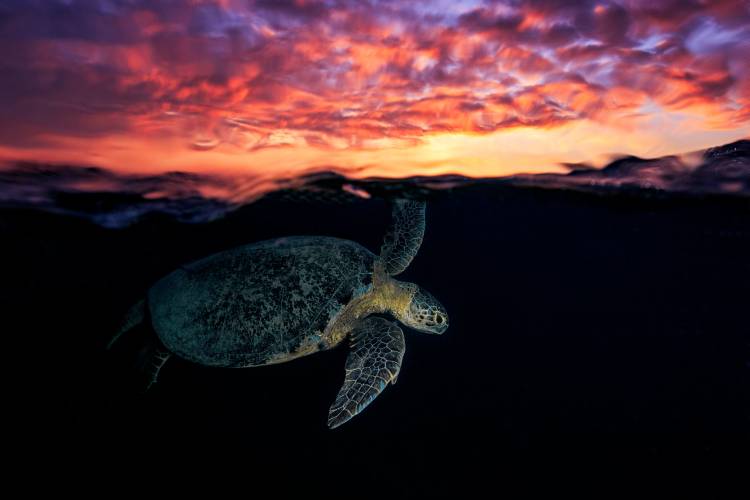 Sunset turtle a Barathieu Gabriel