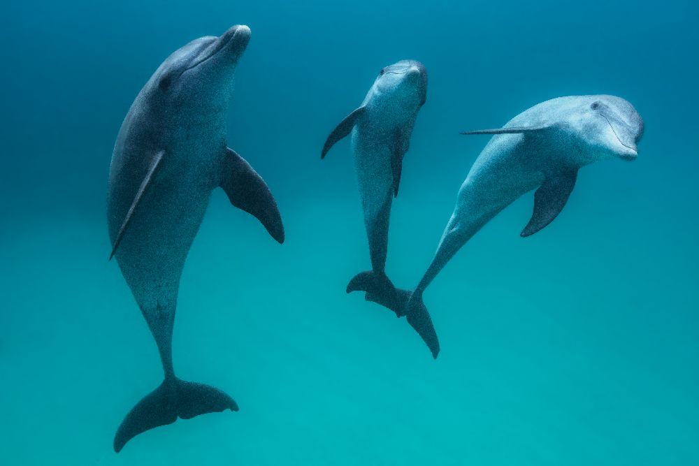 Bottlenose dolphins a Barathieu Gabriel