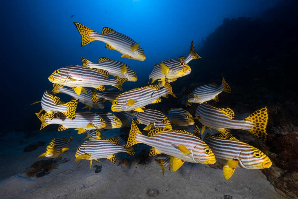 Underwater photography-Indian ocean sweetlips a Barathieu Gabriel