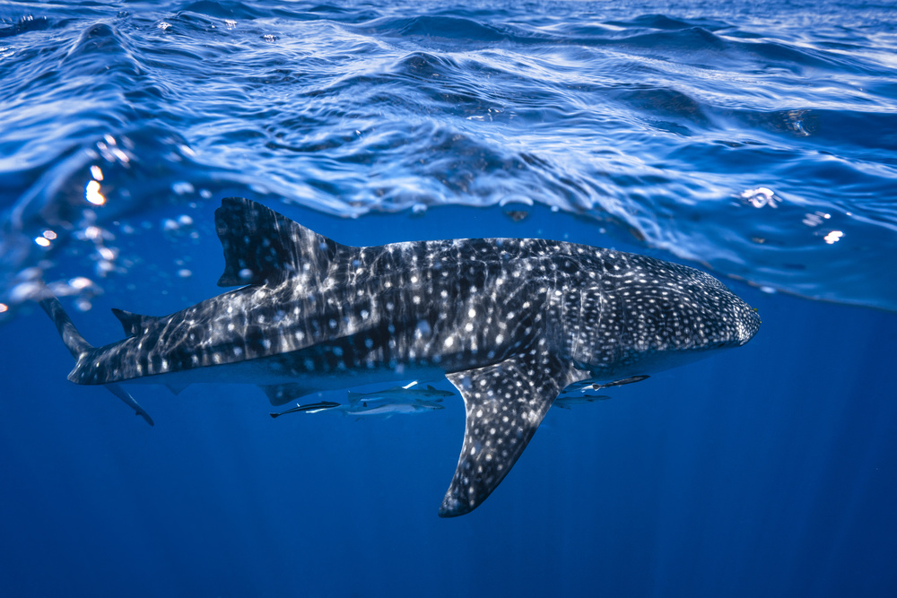 Whale shark : The biggest fish of the world a Barathieu Gabriel
