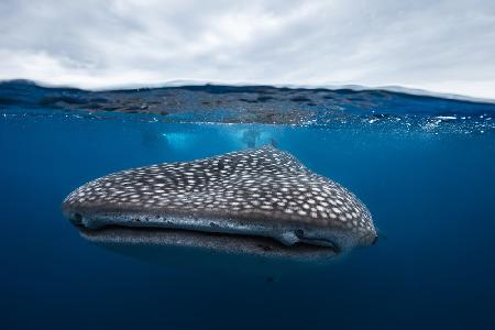 Whale Shark in split level