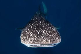 Whale Shark