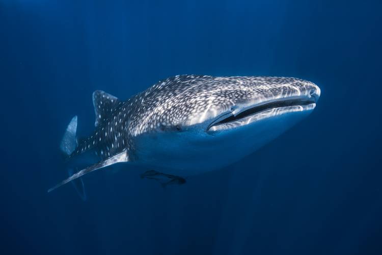 Whale Shark a Barathieu Gabriel