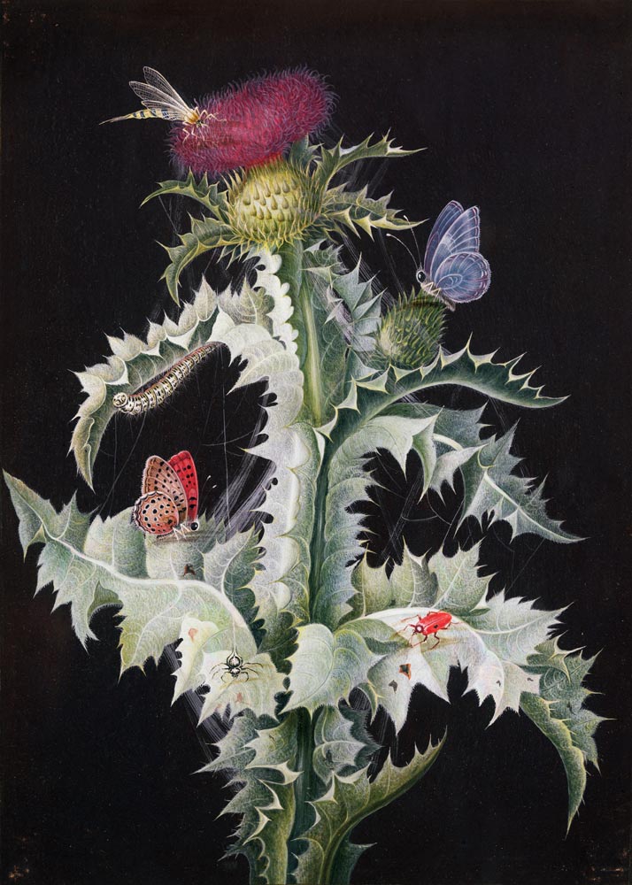A Study of a Thistle with Insects a Barbara Regina Dietzsch