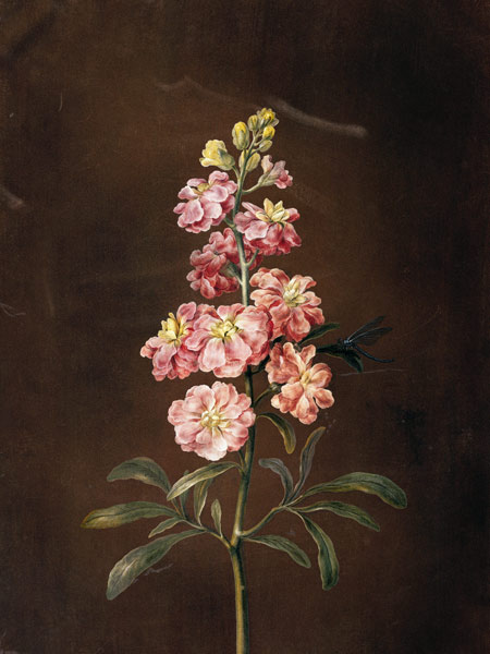 Eine rosa Garten-Levkkoje. a Barbara Regina Dietzsch