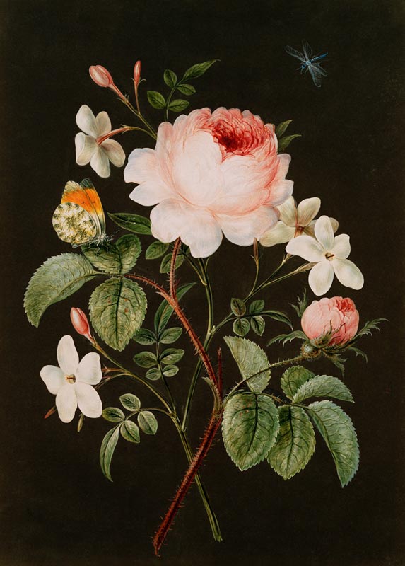 Rose and jasmine flower arrangement a Barbara Regina Dietzsch