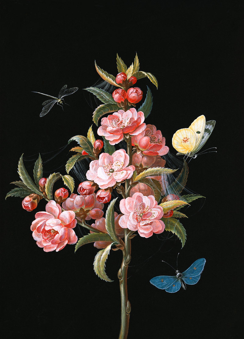 Japanese quince (or cherry) with dragon-fly and butterflies a Barbara Regina Dietzsch